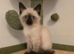 Balinese seal points and blue point - Balinese Kitten For Sale - 