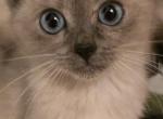 Balinese seal points and blue point - Balinese Kitten For Sale - Deer Park&comma; IL&comma; US