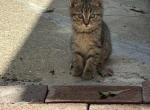 August Kitten Litter - Domestic Kitten For Sale - Harrisburg&comma; PA&comma; US