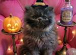 Cfa blue female persian kitten - Persian Kitten For Sale - Woodburn&comma; IN&comma; US
