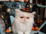 White female persian kitten - Persian Kitten For Sale - 