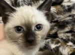 Siamese kittens - Siamese Kitten For Sale - Fall River&comma; MA&comma; US