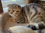 Bruno - Scottish Fold Kitten For Sale - Holland&comma; PA&comma; US