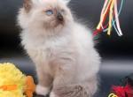 Ragdoll Seal Mit Girl dark pink collar - Ragdoll Kitten For Sale - New York&comma; NY&comma; US