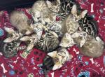 Coconut and chips litter - Bengal Kitten For Sale - Tallahassee&comma; FL&comma; US