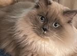 Pepper's Litter - Ragdoll Kitten For Sale - Ocala&comma; FL&comma; US
