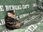 White collar - Bengal Kitten For Sale - Tallahassee&comma; FL&comma; US