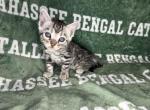 Green collar - Bengal Kitten For Sale - Tallahassee&comma; FL&comma; US