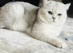 Boy - Scottish Straight Cat For Sale - Kent&comma; WA&comma; US