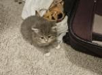 Gray British shorthair babies - British Shorthair Kitten For Sale - Canton&comma; GA&comma; US