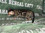 Dark pink - Bengal Kitten For Sale - Tallahassee&comma; FL&comma; US