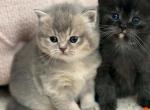 Dolly - British Shorthair Kitten For Sale - Grand Rapids&comma; MI&comma; US