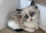 Blue Mink Bicolor Ragdoll female - Ragdoll Kitten For Sale - 