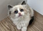 Bela - Ragdoll Kitten For Sale - 