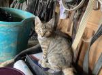 Nola - American Shorthair Kitten For Sale - Sugarcreek&comma; OH&comma; US