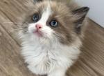 Seal Mink Bicolor Ragdoll boy - Ragdoll Kitten For Sale - 