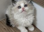 Blue Mink Bicolor Ragdoll boy - Ragdoll Kitten For Sale - 