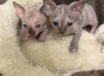 Blue eyed Sphynx kittens - Sphynx Kitten For Sale - Rockledge&comma; FL&comma; US