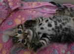 Fred - Bengal Kitten For Sale - GA&comma; US