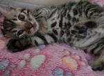 Fred - Bengal Kitten For Sale - GA&comma; US