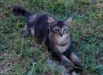 Tabby Kittens - Domestic Kitten For Adoption - AL&comma; US