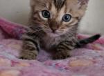 Wilma - Bengal Kitten For Sale - GA&comma; US