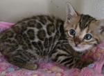 Wilma - Bengal Kitten For Sale - GA&comma; US