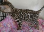 Wilma - Bengal Kitten For Sale - GA&comma; US