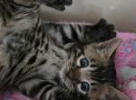 Barney - Bengal Kitten For Sale - GA&comma; US