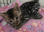 Barney - Bengal Kitten For Sale - GA&comma; US