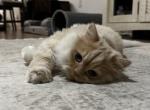 Percival - Persian Cat For Sale - Wesley Chapel&comma; FL&comma; US