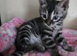 Betty - Bengal Kitten For Sale - GA&comma; US