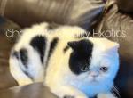 Felix - Exotic Kitten For Sale - MO&comma; US