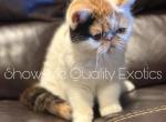 Frannie - Exotic Kitten For Sale - MO&comma; US