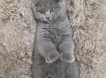Smokey - Scottish Fold Cat For Sale - Davenport&comma; FL&comma; US