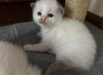 Brown - Ragdoll Kitten For Sale - 