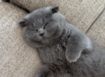 Teddy bear Scottish fold blue - Scottish Fold Kitten For Sale - Davenport&comma; FL&comma; US