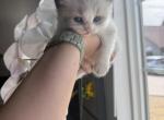 Simba - Ragdoll Kitten For Sale - 