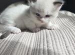 Mufasa - Ragdoll Kitten For Sale - 