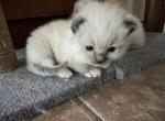 white - Ragdoll Kitten For Sale - 