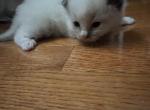 Grey - Ragdoll Kitten For Sale - Newark&comma; DE&comma; US