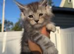 Grey Collar - Maine Coon Kitten For Sale - La Porte&comma; IN&comma; US