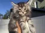 Dark Green collar - Maine Coon Kitten For Sale - 