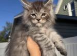 Neon Green Collar - Maine Coon Kitten For Sale - La Porte&comma; IN&comma; US