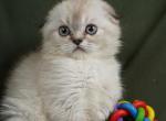 Oscar - Scottish Fold Kitten For Sale - Ft Worth&comma; TX&comma; US
