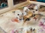 Aponi love Nation - Ragdoll Kitten For Sale - Whitehall&comma; NY&comma; US