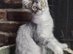 SIA - Maine Coon Kitten For Sale - Lake Balboa&comma; CA&comma; US
