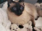 Ready in December - Siamese Kitten For Sale - Wayland&comma; MA&comma; US