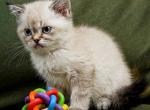 Elizabeth - Scottish Straight Kitten For Sale - Ft Worth&comma; TX&comma; US