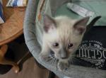 Gorgeous Blue point Females Ready Now - Siamese Kitten For Sale - 